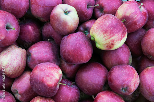 many ripe red apples on the table. the concept of a bountiful harvest of apples