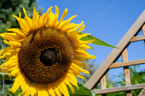Sonneblume vor einem blauen Himmel mit einem braunen Zaun im Hintergrund