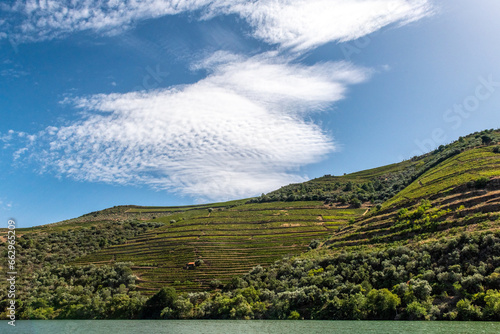 Winnice na których uprawia się krzewy owocowe do produkcji wina Porto, Portugalia, Europa