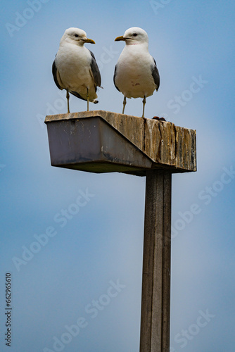 Two seagulls on a lamppost