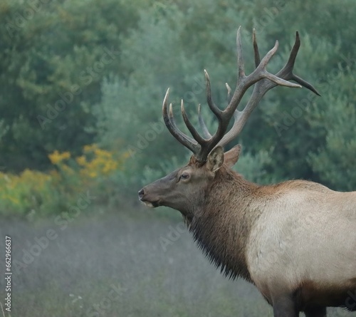 Elk Bull Majestic Antlers Pose