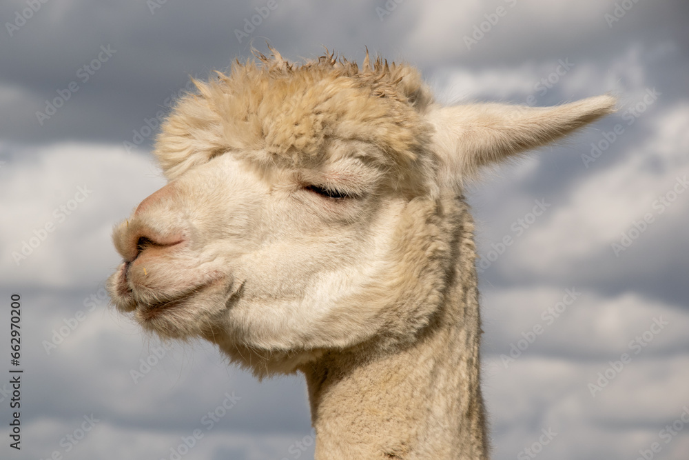 Obraz premium Alpaca (Male) (Lama pacos)