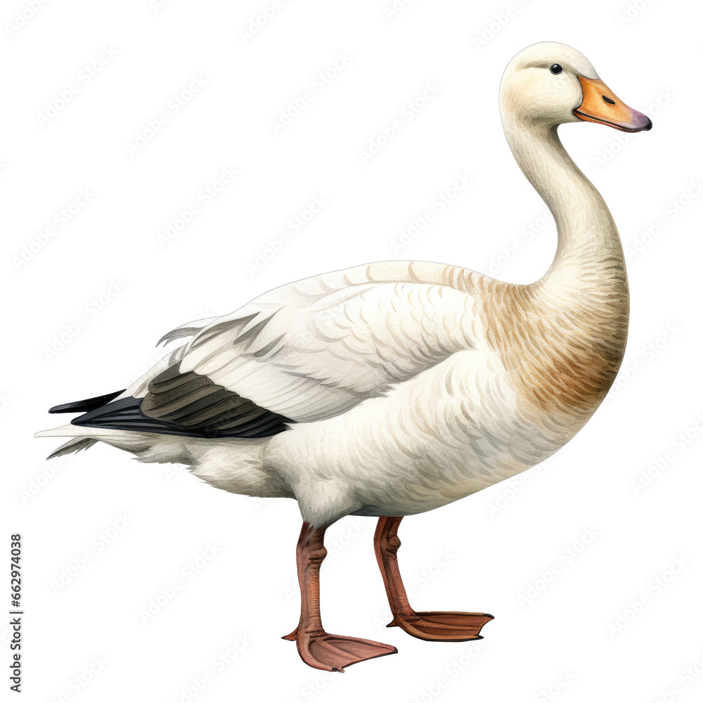 poultry animal element. watercolor goose illustration. poultry animal element. watercolor goose illustration.