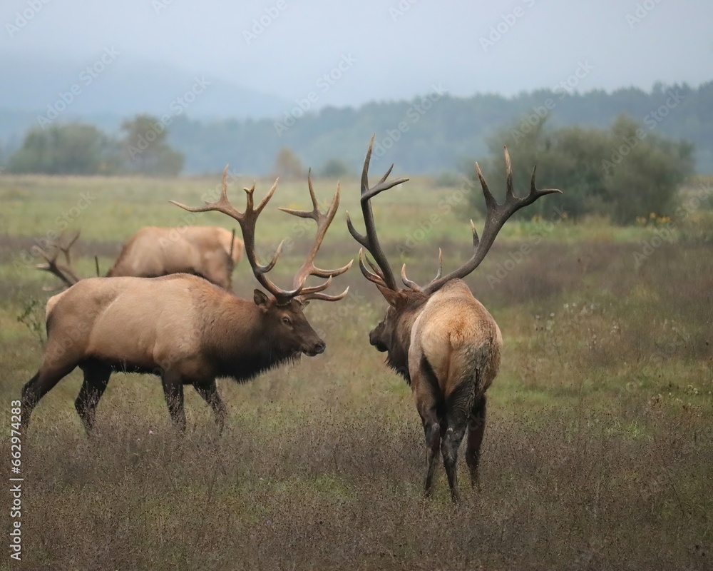 Elk Bull Rut Fight Clash Battle Antlers Collide Elk Bull Rut Fight Clash Battle Antlers Collide