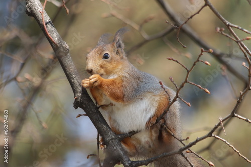 Eurasian red squirrel (Sciurus vulgaris) on a tree branch, eating a nut