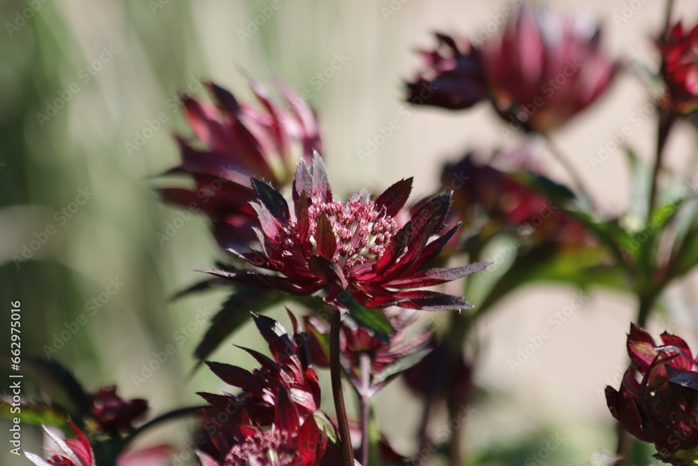 Great masterwort (Astrantia major) flower close-up Great masterwort (Astrantia major) flower close-up