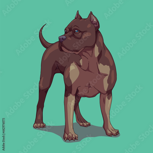 Dog american bully pitbull	