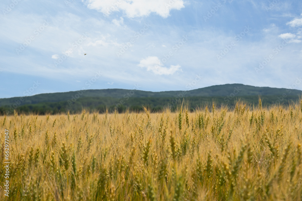 Ripening wheat in the field along hills with forest and blue sky. Ripening wheat in the field along hills with forest and blue sky.