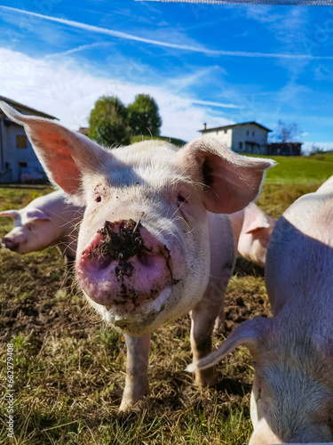 Close-up of a pig head