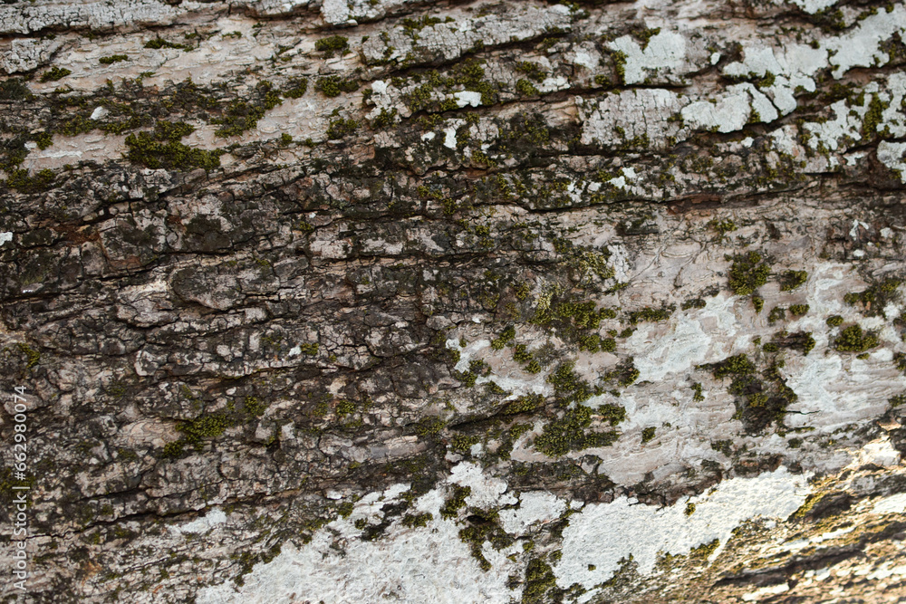 Details of big tree trunk Details of big tree trunk