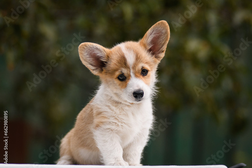 Portrait of a Welsh corgi puppy on a green background with pumpkins