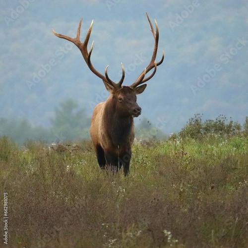 Majestic Beautiful Elk Bull Shed Velvet Polished Antler Tips Fall Rut