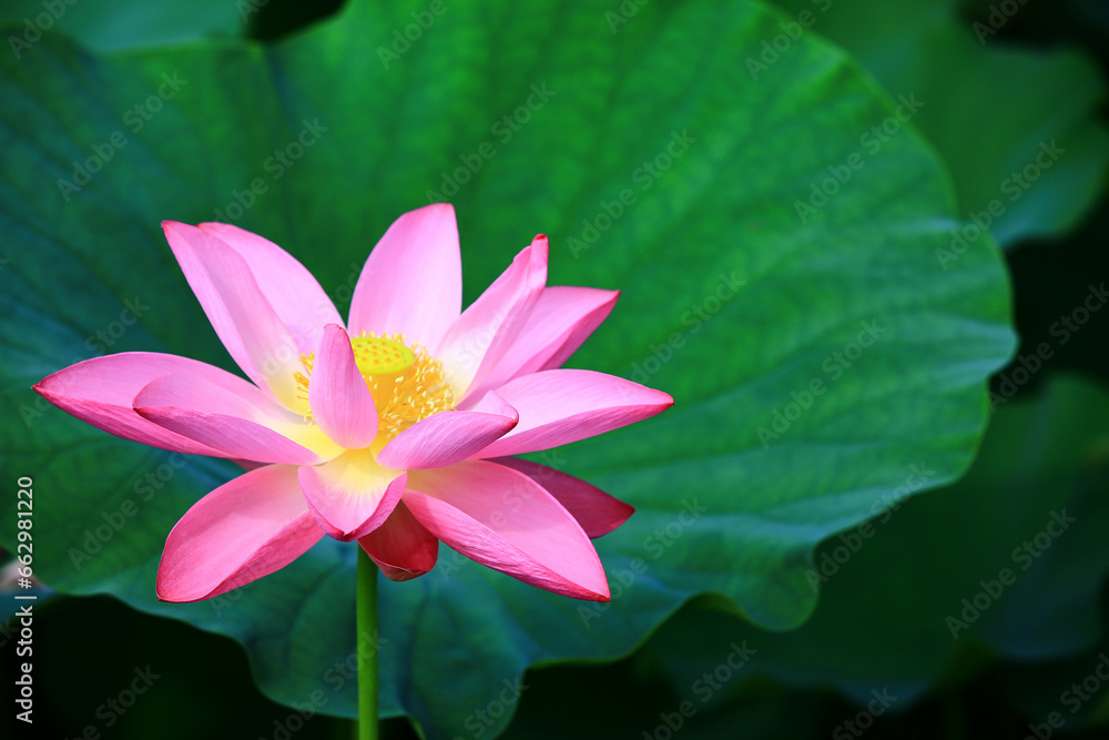 Fototapeta premium pink Lotus flower with green leaves growing in the pond 