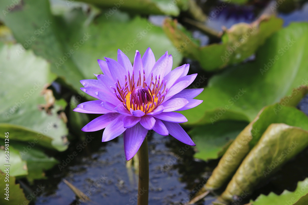 blue with purple Lotus flower growing in the pond with green leaves blue with purple Lotus flower growing in the pond with green leaves