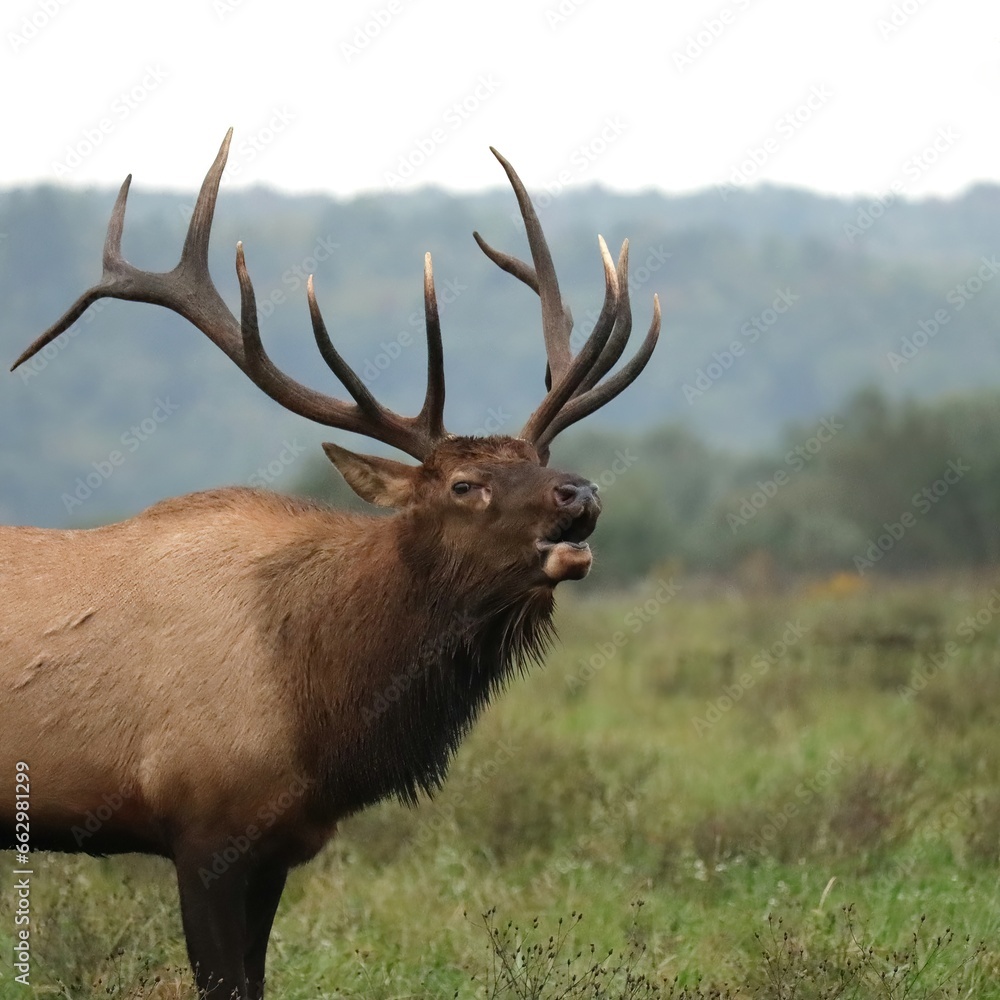 Gorgeous Elk Bull Powerful Haunting Bugle During Rut l Gorgeous Elk Bull Powerful Haunting Bugle During Rut l
