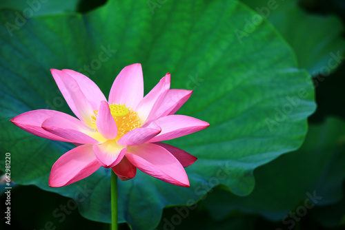 pink Lotus flower with green leaves growing in the pond 