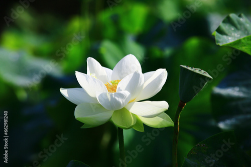 white Lotus flower with green leaves growing in the pond 