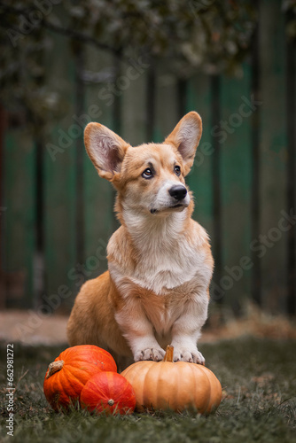 A cute corgi puppy poses near pumpkins against a green fence backdrop