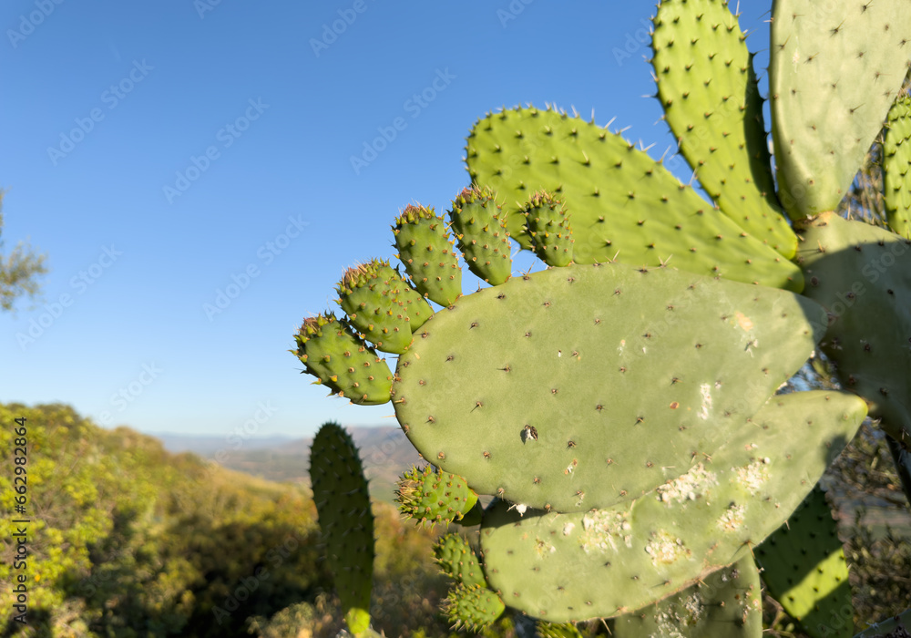 Cactus in mountains. Green cactus field landscape. Cactuses with yoke in Spain rural. Cacti in a rock mountain field. Cactuses in nature. Cactus closeup green background. Green plant in Texas, Arizona Cactus in mountains. Green cactus field landscape. Cactuses with yoke in Spain rural. Cacti in a rock mountain field. Cactuses in nature. Cactus closeup green background. Green plant in Texas, Arizona