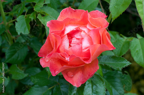 Red blooming rose in the garden with raindrops on the petals