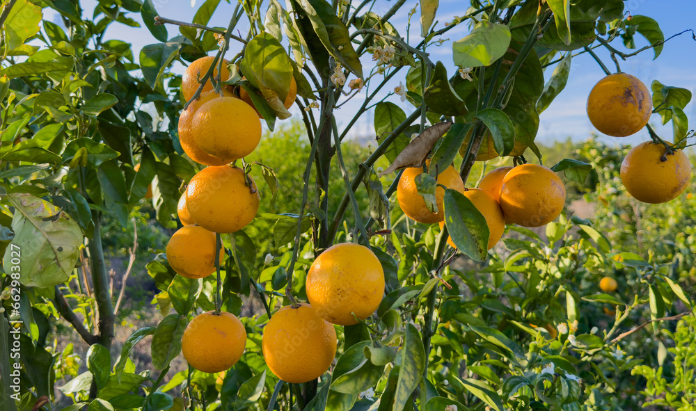 Orange citrus fruits harvesting. Mandarin and Orange fruit farm field. Drought weather conditions have had impact on citrus production and Harvest season in Spain. Mandarin trees at farm plant. Orange citrus fruits harvesting. Mandarin and Orange fruit farm field. Drought weather conditions have had impact on citrus production and Harvest season in Spain. Mandarin trees at farm plant.