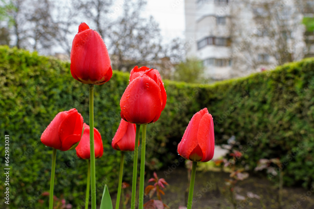 Obraz premium Flowers in a flower bed tulips. Greening the urban environment. Background with selective focus