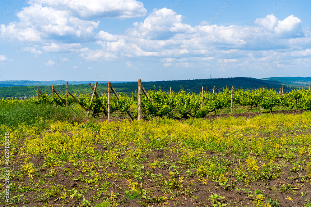 Fototapeta premium Elite wine grape fields. Background or backdrop with selective focus and copy space