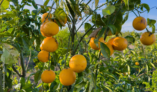 Orange citrus fruits harvesting. Mandarin and Orange fruit farm field. Drought weather conditions have had impact on citrus production and Harvest season in Spain. Mandarin trees at farm plant.