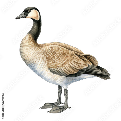 Canadian goose, standing, watercolor illustration, isolated on transparent background photo
