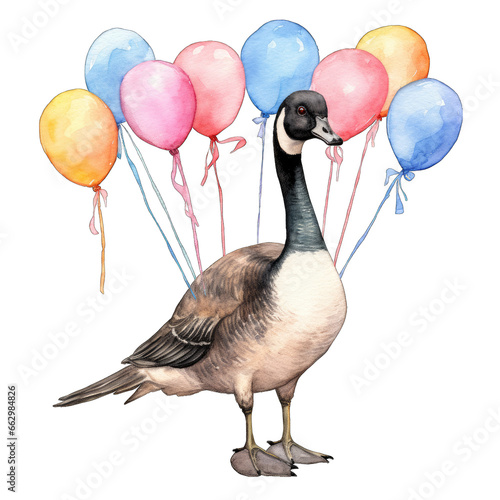 Canadian goose, standing, with party balloons watercolor illustration, isolated on transparent background