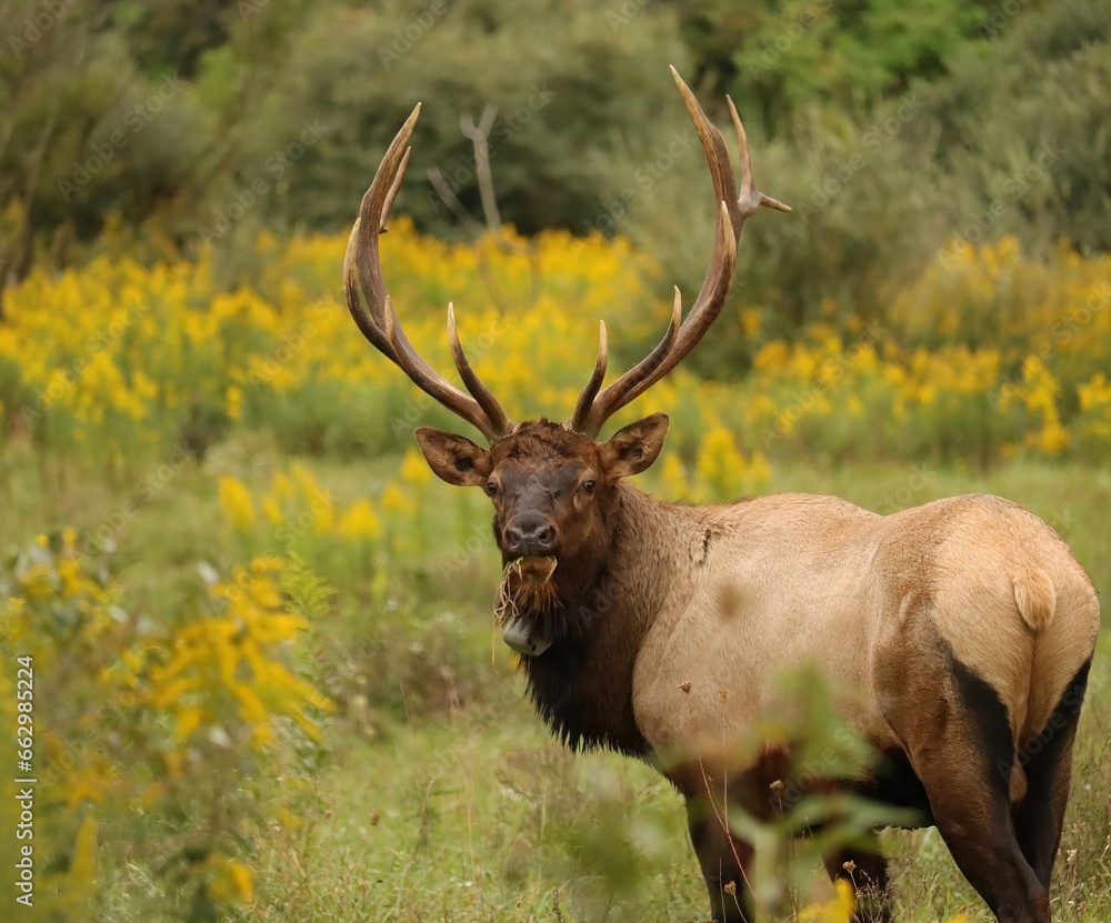 Majestic Elk Bull in Autumn Goldenrod 