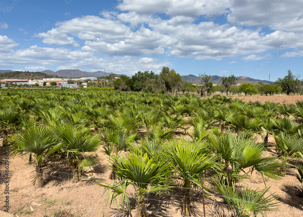 Palm farm field in Spain nursery. Small size palm trees plants. Agricultural field with palms. Growing palm trees on a farm. Oil palm nursery. Oil palms seedlings in nursery. Palms field