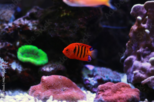 The flame angelfish - (Centropyge loricula)