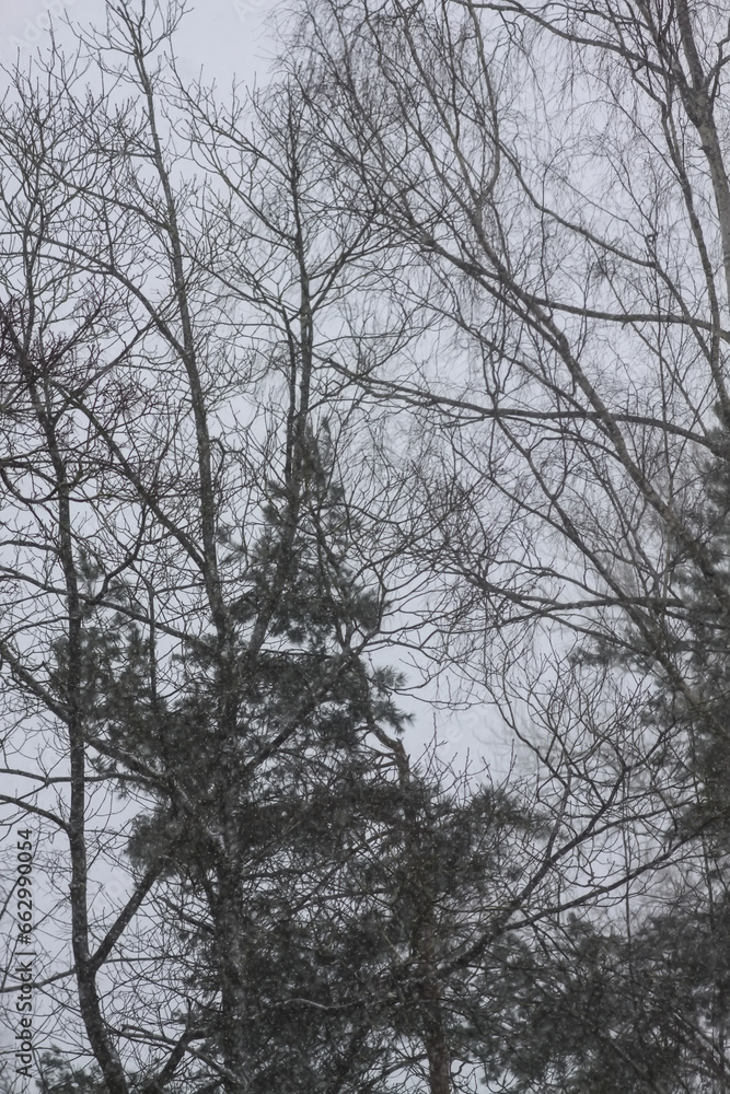 Snowy winter background with trees. Wintertime nature details. Snowy winter background with trees. Wintertime nature details.