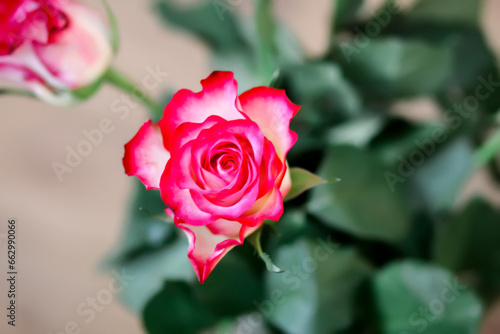 Beautiful red rose close up.