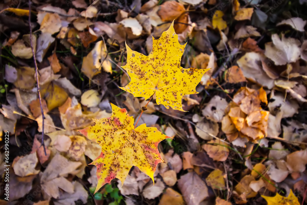 Close up of fall leaves on ground in autumn park.
