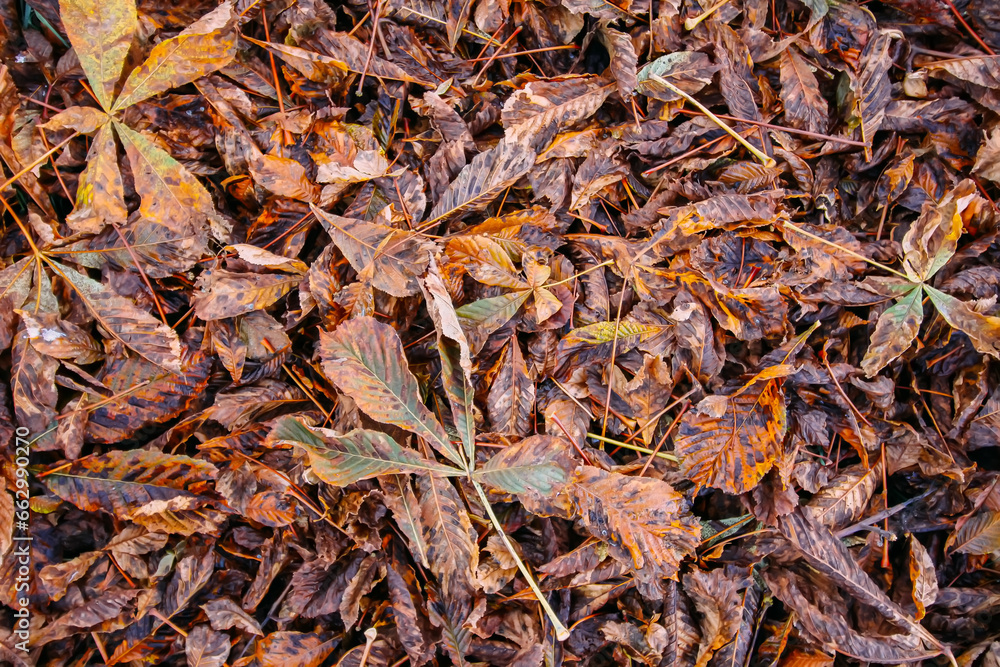 Close up of fall chestnut leaves on ground in autumn park. Close up of fall chestnut leaves on ground in autumn park.