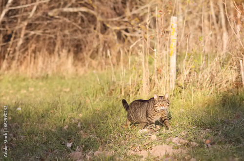 Domestic cat walks on the field © pictures_for_you