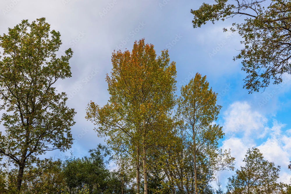 Beautiful view of tops of forest trees on background blue sky with white clouds on autumn day. Beautiful view of tops of forest trees on background blue sky with white clouds on autumn day.