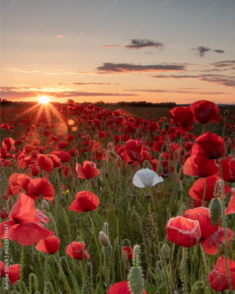 Obraz premium poppy field with sky