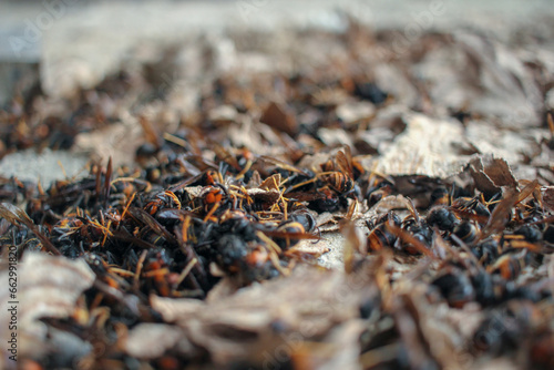 asian hornets dead on the ground