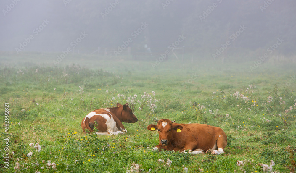 two red and white spotted calves recline in meadow with flowers