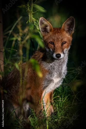  Fox in the morning light © kjcphotographyuk