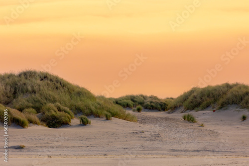 Dune white sand beach at Dutch north sea coast in the evening with golden sky, European marram grass, Ammophila arenaria is a species of grass in the family Poaceae, Terschelling island, Netherlands. photo