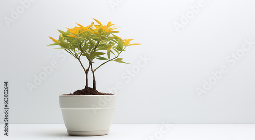 Vaso branco com flores amarelas com fundo branco