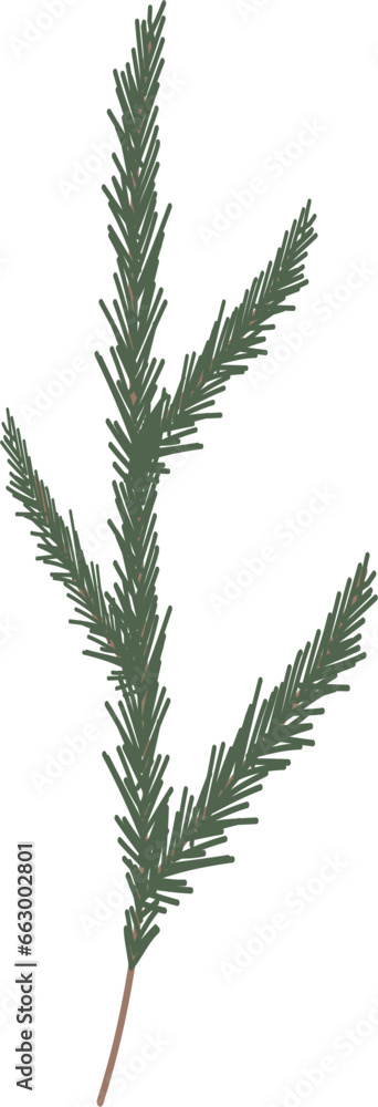 branches of a pine branches of a pine