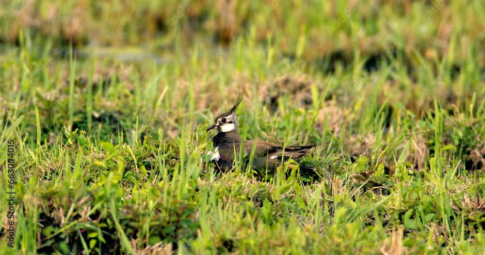 Northern lapwing in the grass near the pond Northern lapwing in the grass near the pond