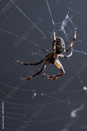 Spider on spider web in detail.