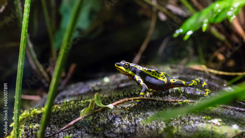 Wampucrum species of Harlequin toad also called the limon harlequin frog
