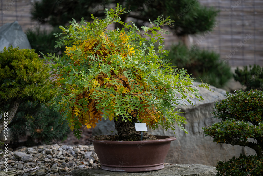 A leafy type of bonsai outdoors.